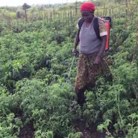 Kabugho Pelusi carrying a knap sack spraying all vegatebles to remain health