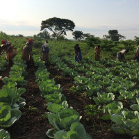 women Project beneficiaries weeding their plants